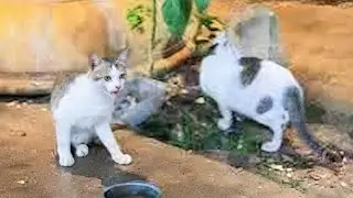Cat activity at night