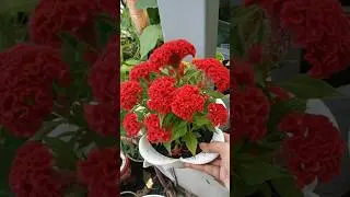 From Soil to Splendor‼️ The Magic of Growing Red Cockscomb‼️
