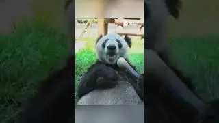 YaYa the Giant Panda Vastly Improved at Home in China