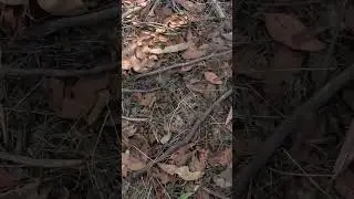 It jumped out at me!  #metaldetecting
