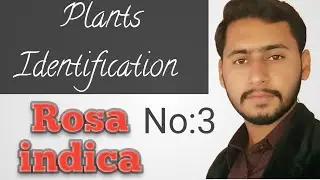 Rosa indica || common name of rosa indica || botanical name of rose || Pir Ghulam || taxanomy