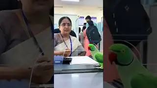 Parrot ka dubai trip!😂#talkingparot#dubai#shorts#pasport#parrotcomedy#funny#tota#viral#trending#bird