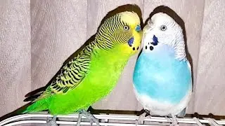 Male Budgie /Parakeet Courting Female (Piper & Blueberry)🐦❤❤#parakeet #budgies #petsbirds #cute