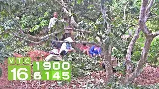 Các thời điểm tỉa cành cây nhãn I VTC16