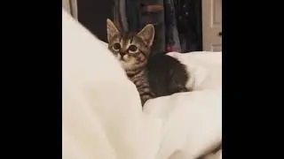 попрыгунчик! #shorts #cats #животные