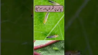 Control Of Thrips And Jassid Attack In Cotton Crop | Kapas Man Sabaz Taila Aur Thrips Ka Control |