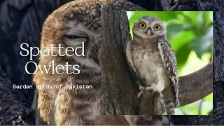 The Spotted Owlet is a small, bold, and charming owl commonly seen across Pakistan