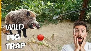 Reaction Creative Unique Wild Pig Trap Using Spade And Wood -  @Viralskreaction