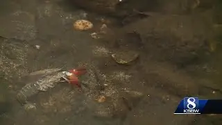 Sewage spills into the Carmel River