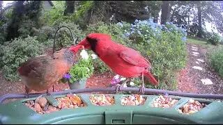 LIVE Backyard Bird Feeder 🐦 Real-Time Bird Watching | Birdfy Pro 2