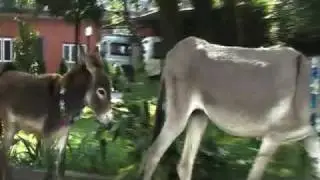 Adopted donkeys, Nepal