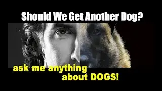Should We Get Another Dog ? - ask me anything - Dog Training Video Advice