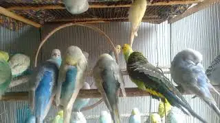 🐤✨ お金をかけずにできるインコの幸せルーティン