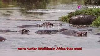 Terrifying animal facts: Top 10 deadly creatures #animals #facts