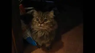 Люся