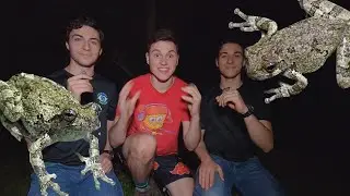 The Elusive Eastern Gray Treefrog! (ft. The Wildlife Brothers)