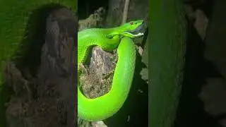 Pope's Pit Viper Trimeresurus #popeiorum #snakesofindia #snake #herping #snakeconservation #redeyes