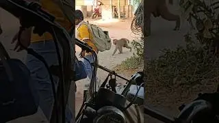 Monkeys #monkey #monkeyshorts #viralvideo #shorts