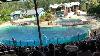 Dolphin Adventures | Seaworld Orlando | Aquarium