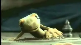 Funny Thai AD - lizard Couple Advertisement