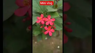 First day school after summer vacation mera beta#trending #minivlog @poojamoms22