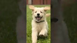 Cute Golden Retriever Puppy Running 🐶❤️ | Adorable Dog Shorts | Viral Puppy Video