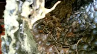 Bhutan Honey | 不丹土蜂蜜 Stingless Bee Putka Honey Harvesting in Dagana Bhutan | Edvolution66