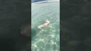 Learning to swim without my life jacket 💦#shorts #shortsvideo #frenchie #frenchbulldog  #puppy