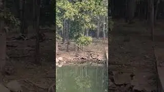 Pench Tiger Reserve (Turia Gate Zone 3) 07-01-2020
