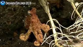 Okeanos 2016 Deep Discoverer ROV 03 Осьминог- маленький рыжий и сонный Octopus & Anemone