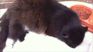 CatAttack with Crayola, Ep 6