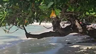 Las Cabanas Beach  - El Nido