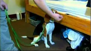 Bed Bug Detection Dogs