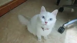 A white cat at leisure#cat #bestmeow #kitten #pet #cutecat #catmoment