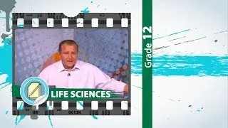 Human Evolution