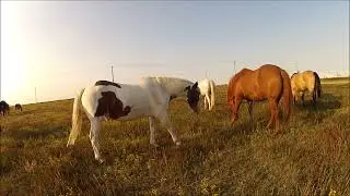 704 What if I want to work with the herd leader?