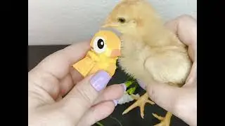 #BABYCHICK #LEGO build 🐥✨ featuring our baby chick, Goldie 🐣💛