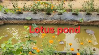 LOTUS PLANTATION AT HOME.🪷 GARDEN AND WATERGARDEN 🏵BEAUTIFUL FLOWERS BLOOMED AT THE GARDEN 💐
