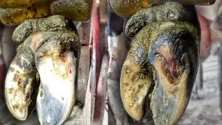 2 WEEK RECOVERY  \ Amazing Hoof Restoration /