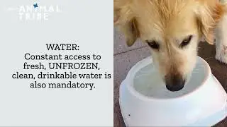 ARCTIC BLAST - Pet Safety