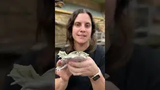 Такая милая маленькая мягкопанцирная черепаха!! 😍🐢