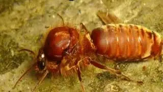 Army Ants  Their Foraging Caste system .Nesting And Facts