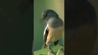 So Sweet, কি মিষ্টি Birds Wishing Us Happy Independence Day #15thaugust #freedomofindia