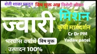 ज्वारी विषमुक्त अन्न निरोगी जीवन मिशन प्रस्तुत भरघोस व दर्जेदार उत्पादन क्रॉप डॉ पि एम यादव पाटील🌳🇹🇯