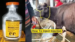 Moxel 3000 Mg | Cow Video | Treatment For Udder & Teats Problem | How To Inject Injection in Cow