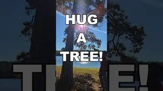 Go Hug A Tree! #treehugger #hug #naturelover #mentalhealth #reducestress #improvefocus #shorts #hug
