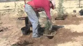 Planting in Root Control Bags