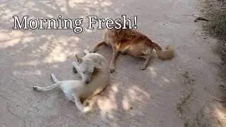 Enjoy daily life with Deva Acanza 🐾