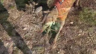 My first backpacking trip to Pika lake with my dog, Snow!
