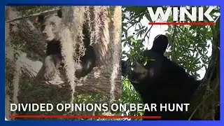 Florida's black bear hunt sparks court battle; Collier County weighs in